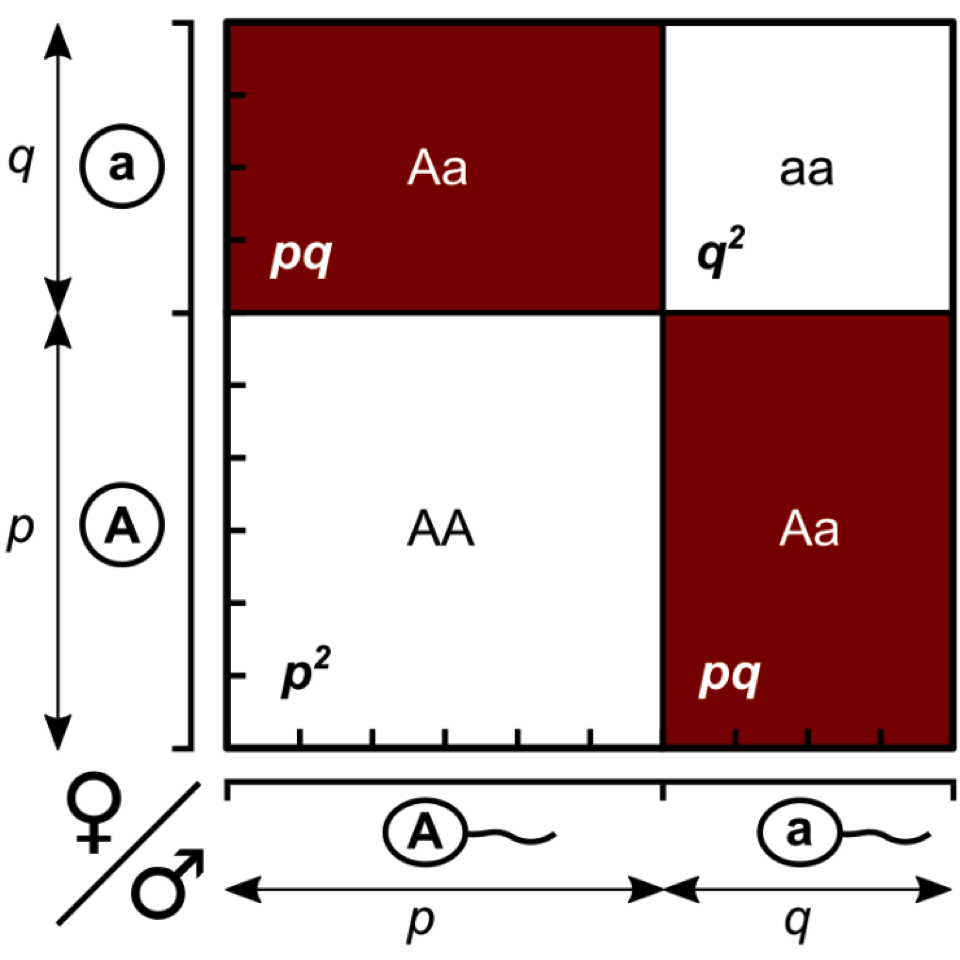 Cuadrado de Punnett con frecuencias $p=0,6$ y $q=0,4$. Las áreas de los rectángulos/cuadrados representan las frecuencias de los genotipos. Figura tomada de Wikipedia (CC0), modificada a partir de @pmid26354973