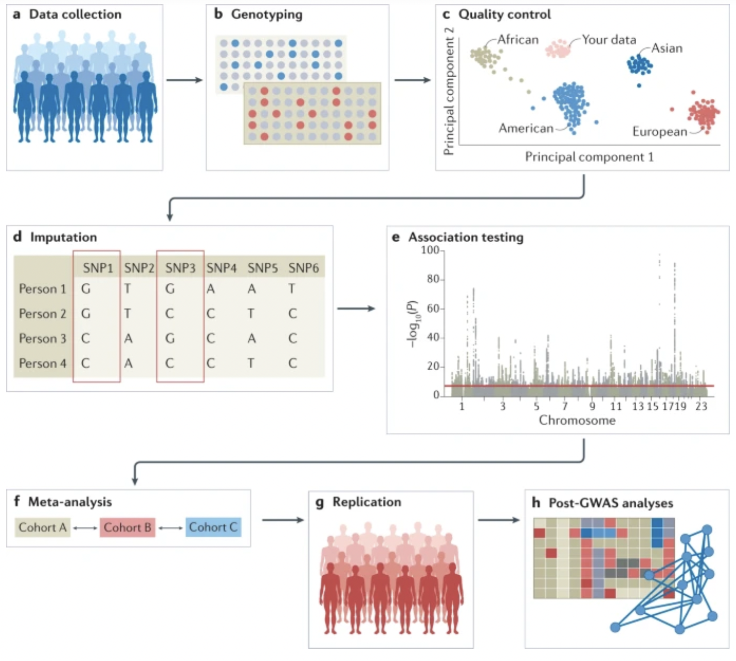 Esquematización de los pasos en un estudio GWAS (figura del artículo de Uffelmann et al., 2021.