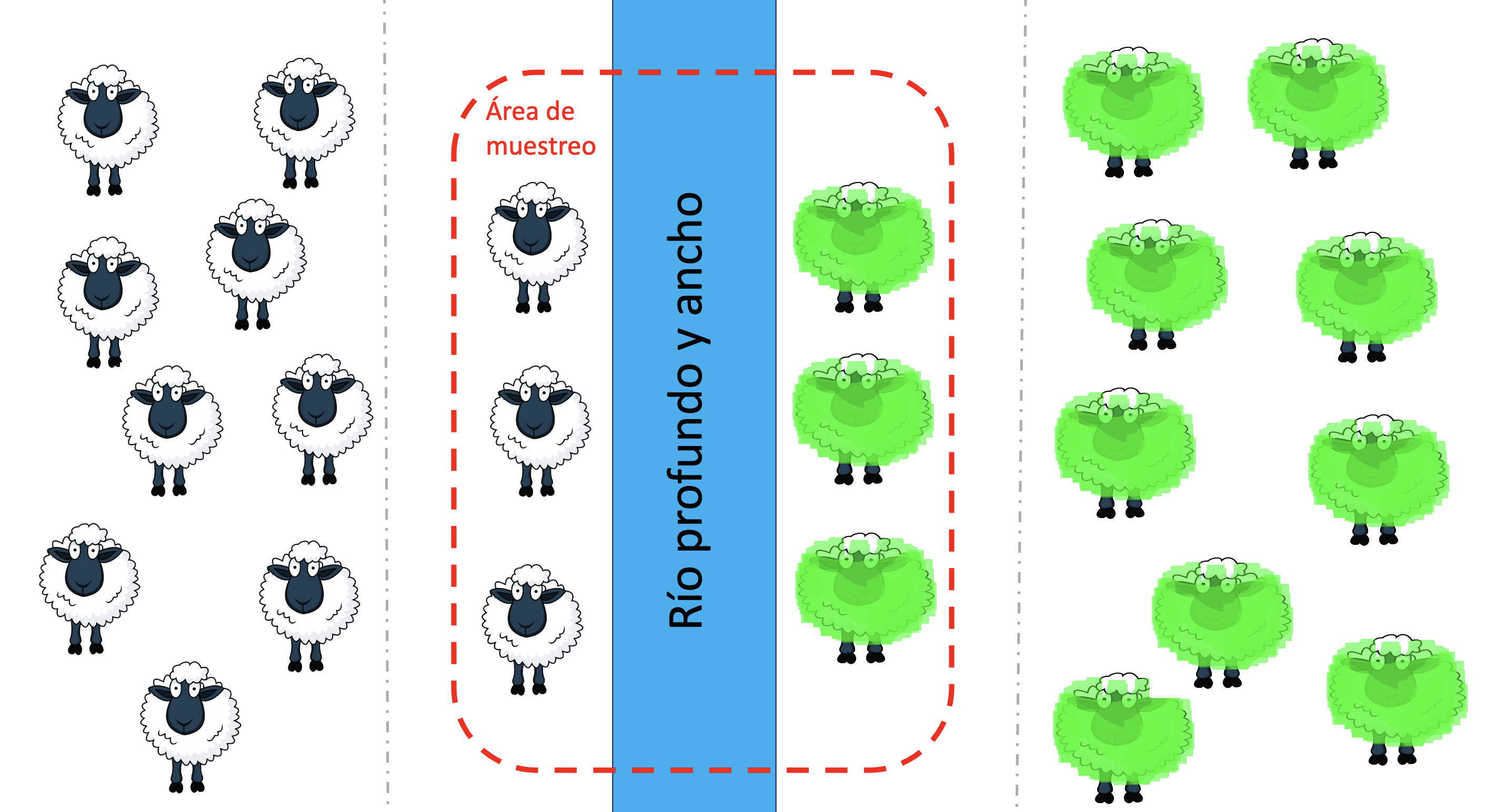 Reducción en el número de heterocigotos a causa de la estructuración en poblaciones disjuntas. Las ovejas a ambos lados del río, una barrera infranqueable para las mismas, han fijado alelos diferentes para el color de la lana. Si muestreamos las ovejas que aparecen en la ribera, aproximadamente igual número a ambos lados, obtendremos una frecuencia intermedia para los alelos blanco y verde, por lo que esperamos cerca del \(50\%\) de heterocigotos (\(2pq=2 \frac{1}{2}\frac{1}{2}=\frac{1}{2}\)), pero en realidad no hay ningún individuo heterocigoto ya que los alelos están fijados en las dos poblaciones (diseño de las ovejas de http://cliparts.co/clipart/2377087 Fuente: Cliparts.co).