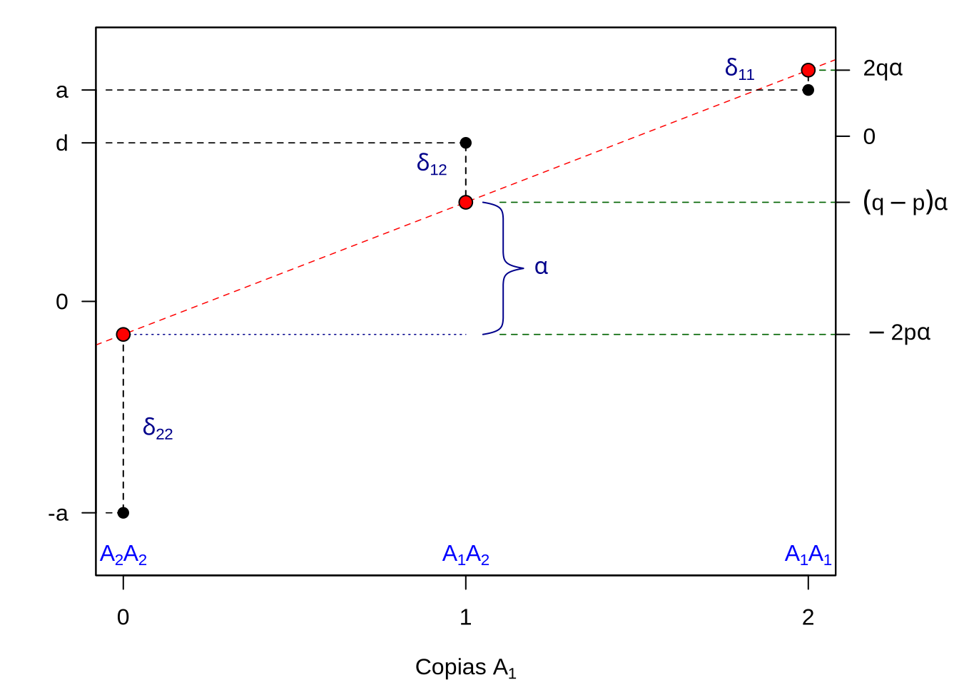 Representación gráfica de los valores genotípicos, círculos negros, valores de cría (o reproductivos), círculos rojos y la desviación entre ambos valores correspondiente al desvío de dominancia. La línea roja a trazos representa la recta de regresión de los valores genotípicos en el número de copias del alelo \(A_1\). La pendientes de dicha recta es \(\alpha\) (el efecto de sustitución) y los valores de las ordenadas de dicha recta para los puntos en las abscisas 0, 1 y 2 se corresponden con los valores de cría de los genotipos con dichos número de copias del alelo \(A_1\). Mientras que el eje de la izquierda refiere a los valores de los genotipos en la escala transformada, los valores del eje a la derecha se corresponden a desvíos de la media \(M=a(p-q)+2pqd\). Los valores usados para la representación fueron \(d=\frac{3}{4}a\) y \(p=\frac{3}{4}\). Figura de elaboración propia sobre idea en Douglas S. Falconer (1983).