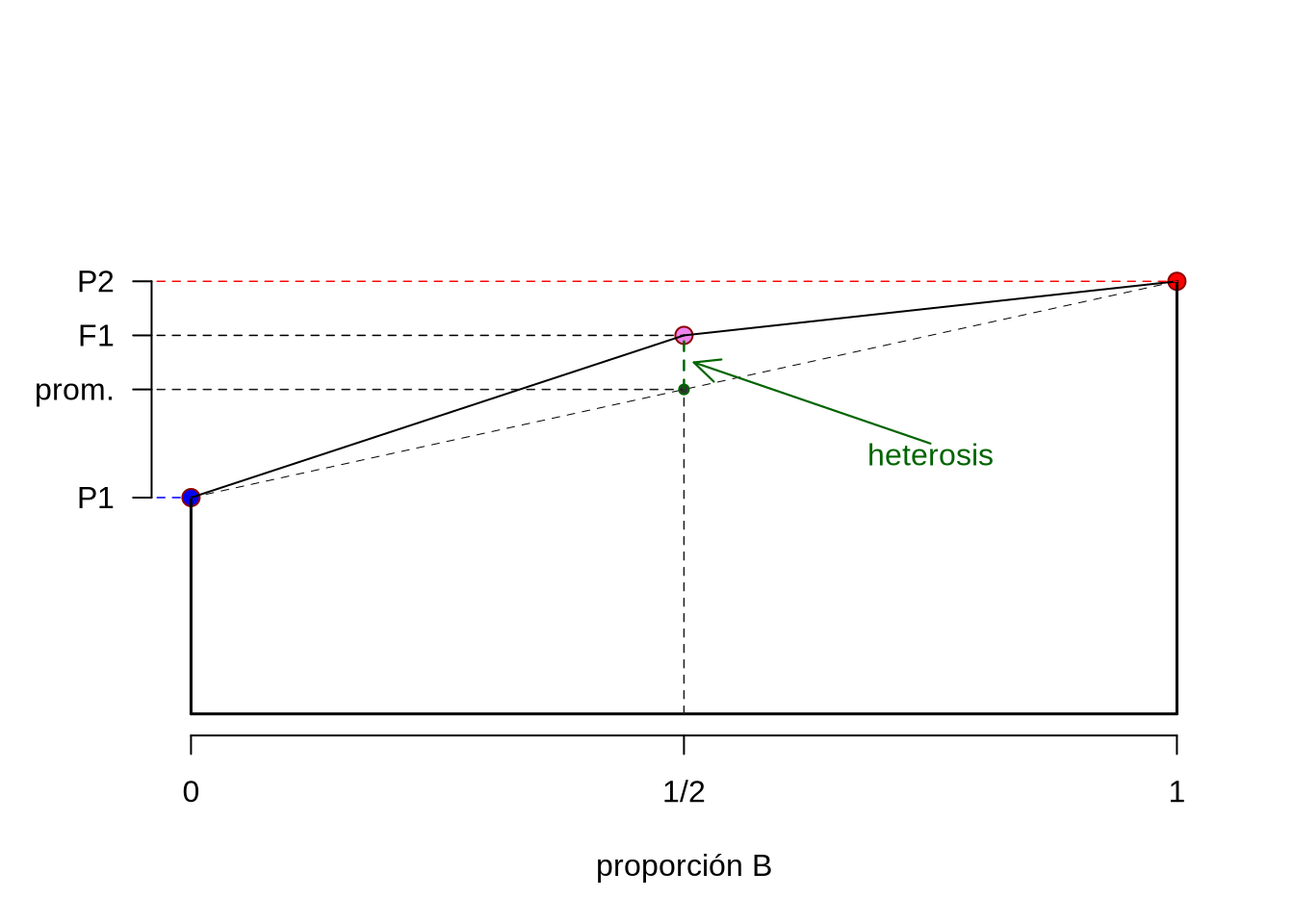 Modelo del templo griego para el cruzamiento de dos razas, A y B. En el eje de las abscizas se representa la proporción de la raza B en cada uno de los genotipo (0 para los individuos de la raza A, \(\frac{1}{2}\) para los AB y 1 para los B). En el eje de las ordenadas se representan los valores fenotípicos del promedio de los individuos de cada genotipo. Si todos los loci que participan en la característica fuesen aditivos, la media de los individuos cruza debería estar en el promedio (punto de color verde oscuro). En realidad, el promedio de los individuos cruza se encuentra en \(F1\) y la diferencia \(F1-\frac{P1+P2}{2}\) es la heterosis observada (segmento en verde oscuro).