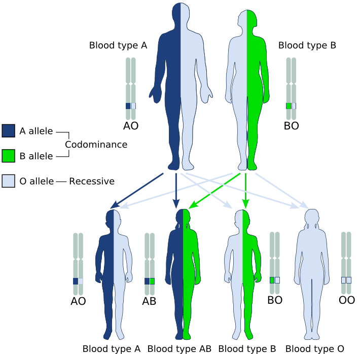 Sistema de determinación sanguínea ABO. Los alelos A y B muestran codominancia entre sí, mientras que ambos son dominantes respecto al O. Figura de Dominio Público tomada de Wikipedia ("ABO system codominance.svg").