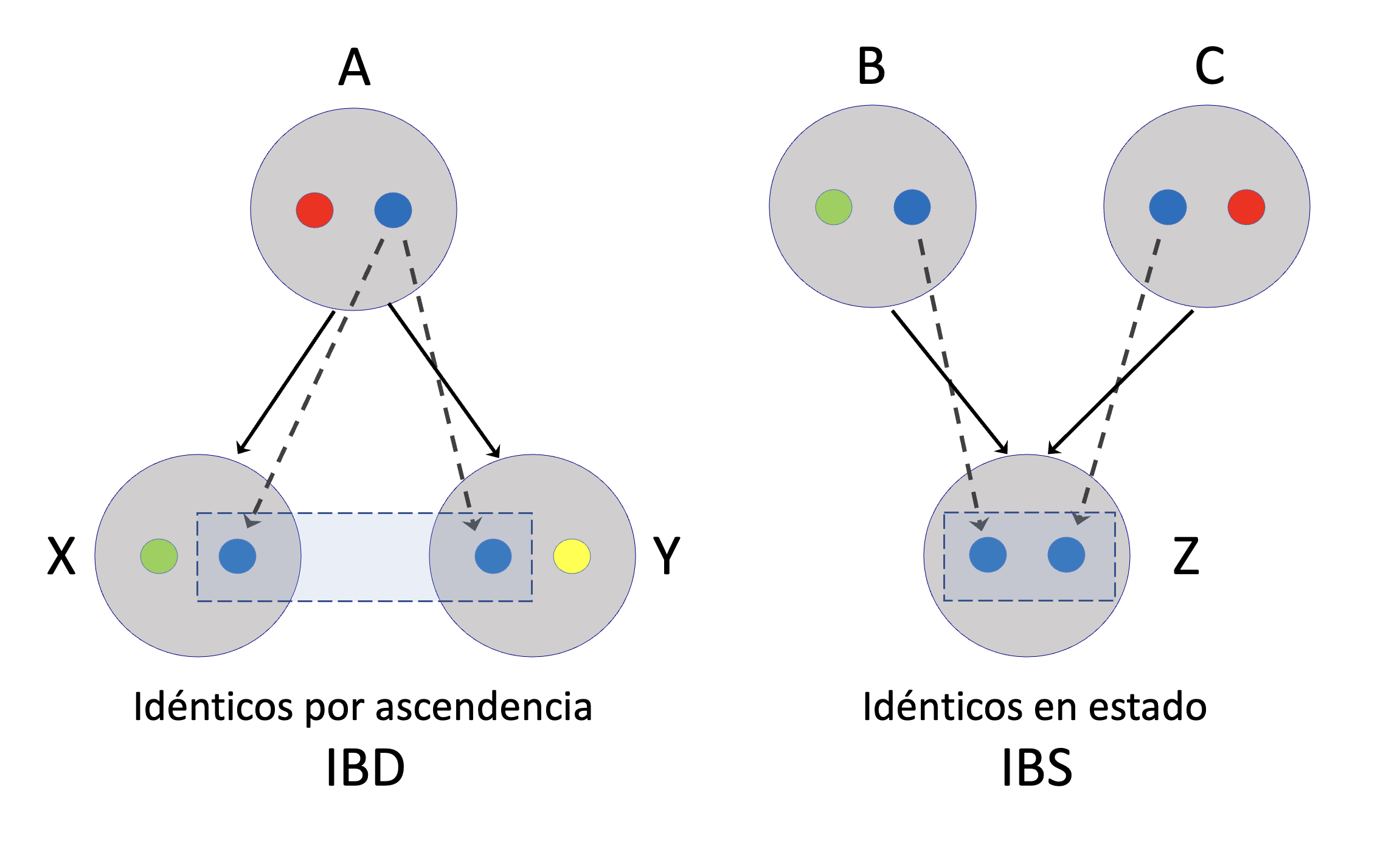 Las dos formas de identidad entre alelos. A la izquierda (identidad por ascendencia, IBD), los alelos azules en los individuos \(X\) e \(Y\) son idénticos porque descienden del mismo alelo en \(A\). En cambio, a la derecha, los alelos azules en \(Z\) son idénticos en estado (IBS), porque no logramos identificar un ancestro desde donde provengan estas dos copias (que claramente debería estar en una generación anterior a \(B\) y \(C\)). Las líneas negras continuas identifican relaciones de ancestría entre individuos, las líneas negras punteadas reflejan relaciones entre alelos, mientras que los rectángulos representan los alelos considerados IBD o IBS según el caso.