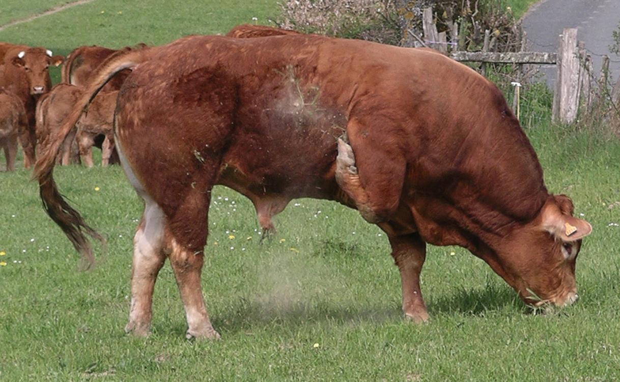 Toro de la raza Limousin, originaria de la región con dicho nombre en el centro de Francia, con vacas de la raza pastando detrás (de wikipedia, autor: Velela, figura de dominio público).