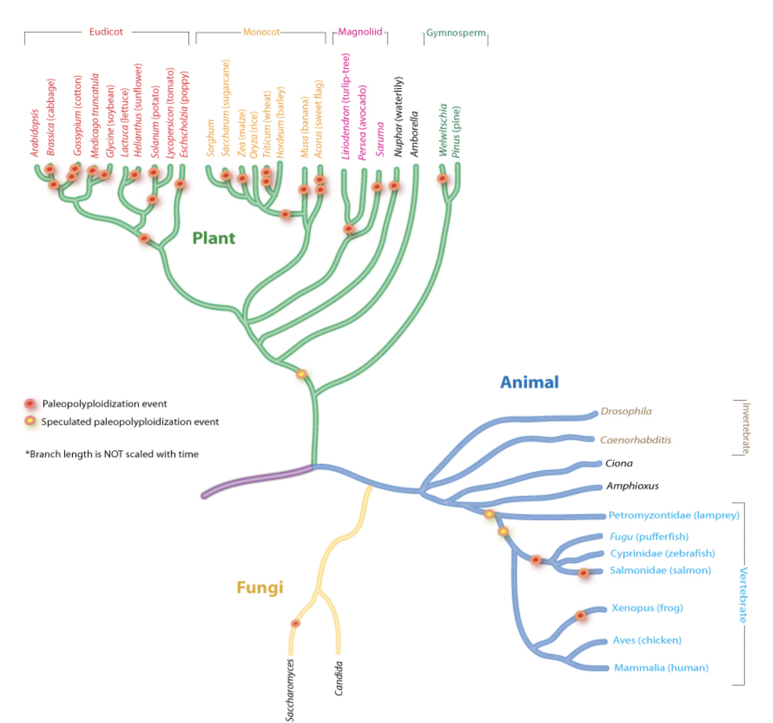 Eventos de paleopoliploidías (poliploidías que datan de millones de años) en la evolución, con evidencia fuerte (puntos rojos) y eventos putativos (puntos amarillos). Figura extraída de Wikipedia, creada por Peter Zhang, (CC BY-SA 3.0)