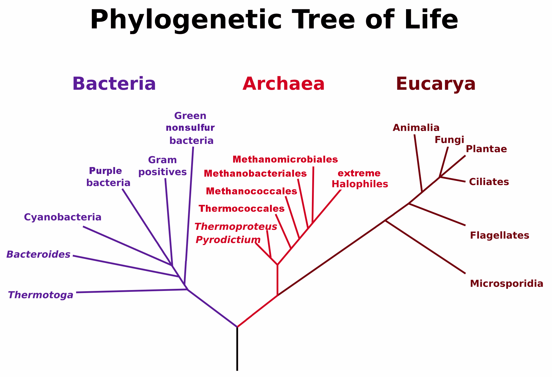 Árbol filogenético de los 3 dominios biológicos, Bacteria, Archaea y Eukarya. Con una barra vertical se representa la existencia de LUCA, el último ancestro común, desconocido. (Por Maulucioni - Trabajo Propio, CC BY-SA 3.0, https://commons.wikimedia.org/w/index.php?curid=24740337).