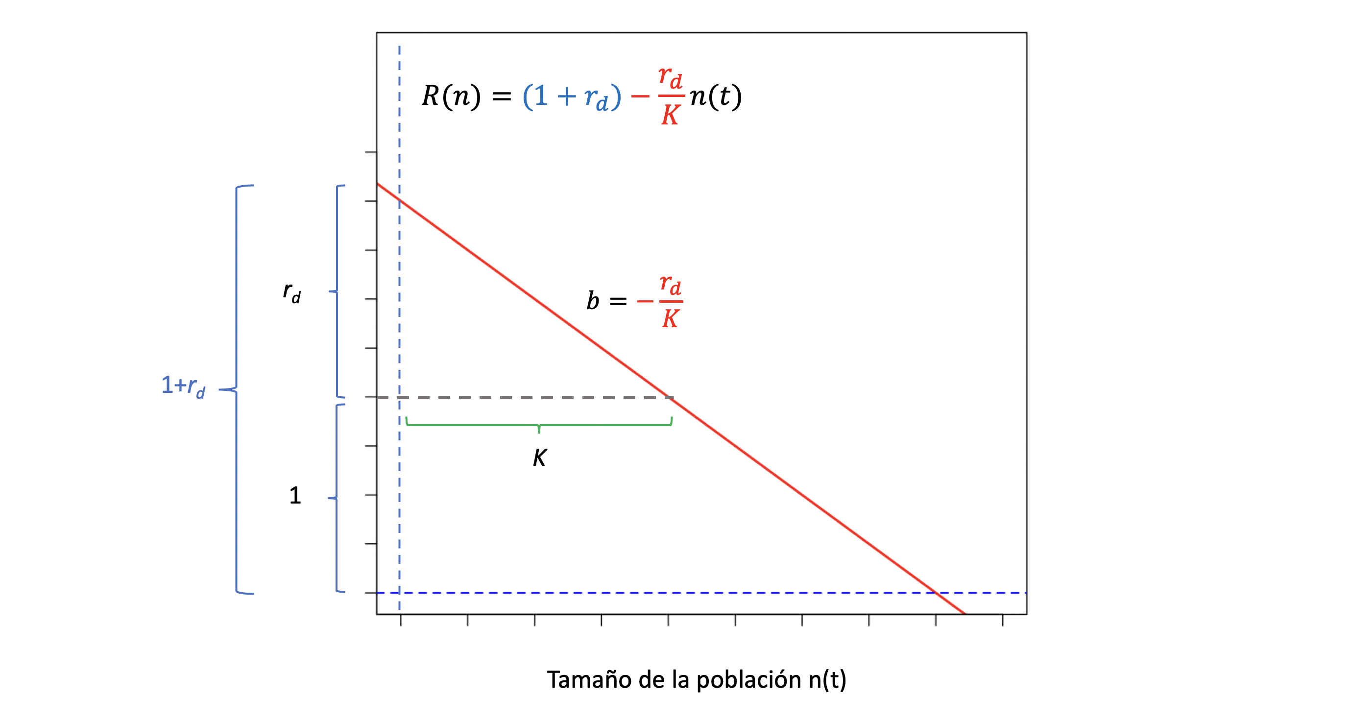 El factor reproductivo \(R(n)\) como función lineal del tamaño poblacional. La función lineal \(R(n)=(1+r_d)-\frac{r_d}{K}n(t)\) podemos entenderla como la suma de intercepto igual a \((1+r_d)\), es decir el factor reproductivo cuando no existen limitaciones impuestas por la población (ya que \(n(t)=0\)) y un cambio en función de \(n(t)\) con pendiente \(b=-\frac{r_d}{K}\). Elaboración propia sobre idea de Otto y Day (Otto and Day 2007).