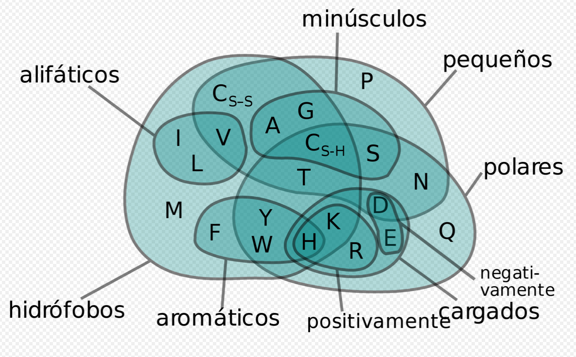 Diagrama de Venn con las propiedades de los diferentes aminoácidos. Figura tomada de Wikipedia (CC BY-SA 3.0), versión en castellano modificada a partir del archivo “Amino Acids Venn Diagram (es).svg”