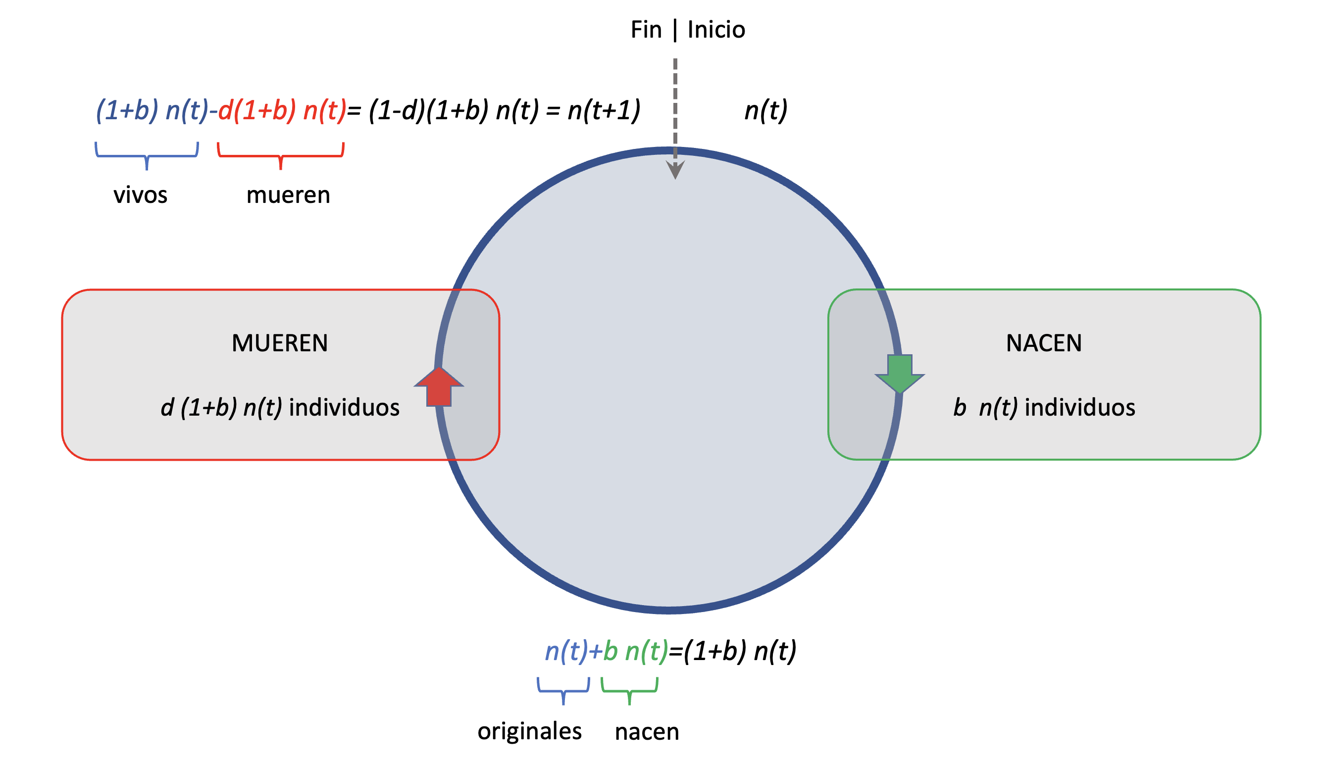 Modelo discreto del ciclo de vida simple de una bacteria. El ciclo gira en sentido horario, comenzando en la parte superior con \(n(t)\) individuos. Luego de un evento (flecha verde) en que cada individuo deja un número \(b\) de individuos adicionales, el número de individuos que llega a la parte inferior del círculo es \(n(t)+b\cdot n(t)=(1+b)\cdot n(t)\). El siguiente evento (flecha roja) es la muerte, donde una proporción \(d\) de los individuos se muere, resultando en \(b\cdot (1-d)\cdot n(t)\) individuos muertos, que si los restamos de los vivos me permite llegar al final del ciclo con \(n(t+1)=(1+b)\cdot n(t)-d\ (1+b)\cdot n(t)=(1-d) \cdot (1+b) \cdot n(t)\) individuos.