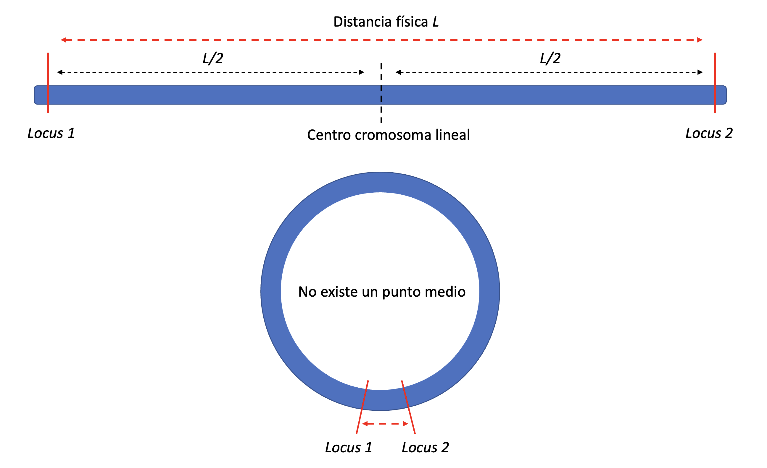 Distancia física y sus implicancias para la recombinación de cromosomas lineales y circulares. Mientras que en el cromosoma lineal la mayor distancia física ocurre entre loci que se encuentran el los extremos (y es equivalente, por lo tanto, al largo del cromosoma \(L\)), en los cromosomas circulares la distancia máxima es \(L/2\), ya que en los mismos una distancia \(L\) implica una vuelta al punto de partida.