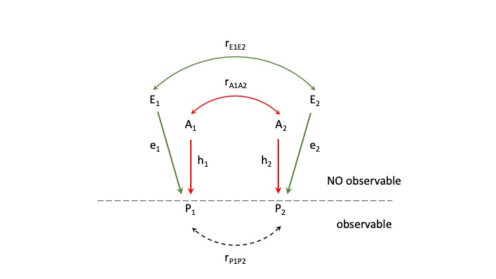 Método de los “coeficientes de paso” para determinar las relaciones entre los componentes causales de la correlación fenotípica entre dos características en el mismo individuo. La línea a trazos horizontal representa la separación entre lo observable y y lo no-observable. Formalmente, el diagrama de pasos no incluye la curva a trazos representando \({r_{P_{12}}}\) (la correlación fenotípica entre las variables). En este modelo el “ambiente” \({E}\) incluye todos los efectos excepto los genéticos aditivos, es decir \({E=I+D+E^{*}}\) (con \({E^{*}}\) el “ambiente” propiamente dicho, incluyendo los errores de medición).