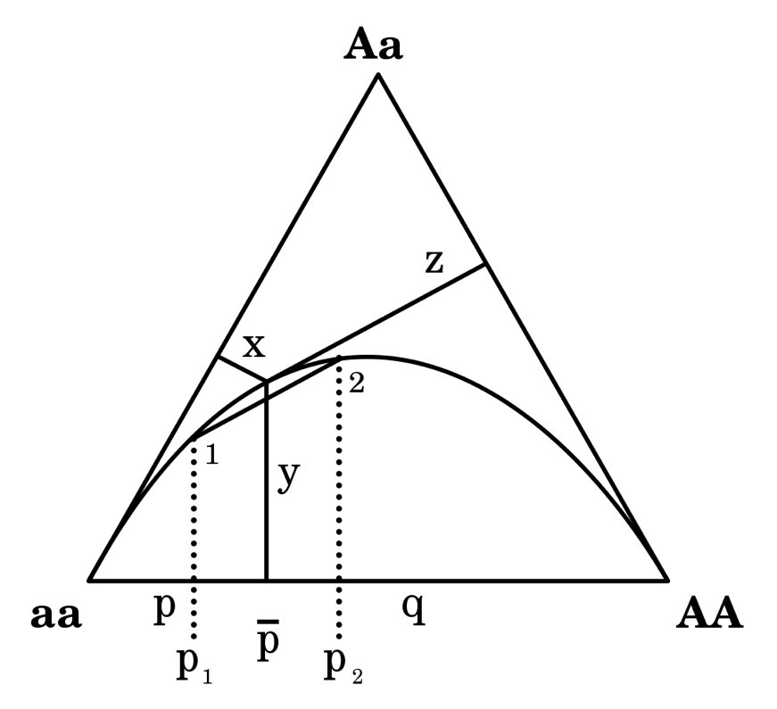 Diagrama de de Finetti ilustrando el efecto de Wahlund. Dos poblaciones separadas, con frecuencias \(p_1\) y \(p_2\), ambas en equilibrio de Hardy-Weinberg están por lo tanto sobre la curva que va desde \(aa\) a \(AA\) y que marca la región permitida para el equilibrio H-W. La proporción de cada uno de los genotipos al combinarlas (sin apareamiento) será el promedio y por lo tanto estará representado por el punto medio en la recta que las une. Sin embargo, si ocurre apareamiento entre ambas el punto estará sobre la curva de equilibrio, que claramente está por encima de la recta siempre y por lo tanto la frecuencia de los heterocigotas será mayor. Figura tomada de Wikipedia, CC BY-SA 2.5 (Archivo:De Finetti diagram.svg).