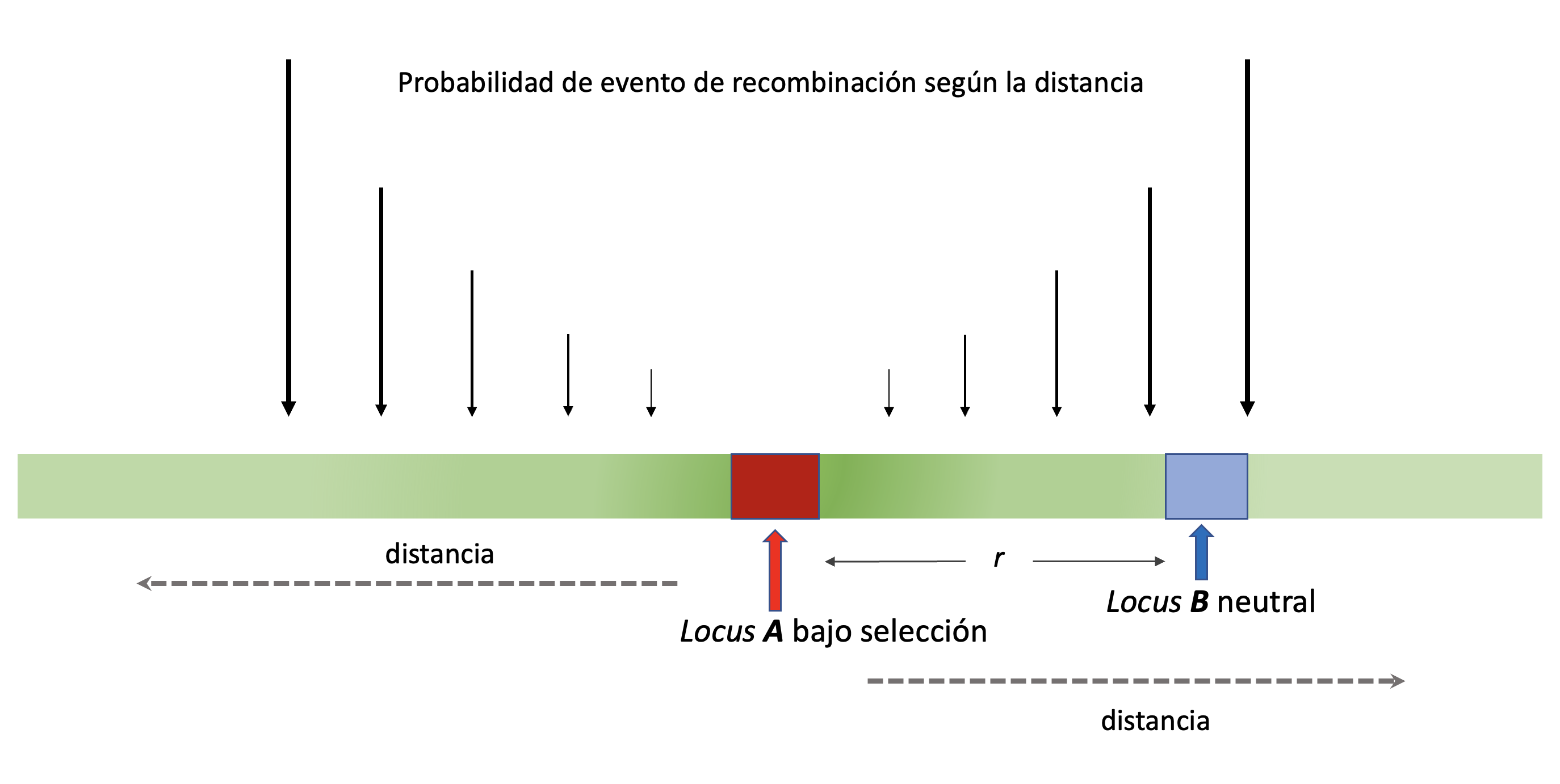 Ilustración del modelo de selección que vamos a analizar. Mientras que vamos a tratar con la selección en un solo locus (en rojo) de acuerdo al modelo que vimos en el capítulo Selección Natural, observaremos qué ocurre en algún otro locus que se encuentre en desequilibrio de ligamiento con el primero. A medida que crece la distancia respecto al locus seleccionado, aumenta la probabilidad de recombinación y por lo tanto la pérdida del efecto asociado a la selección en el primer locus.
