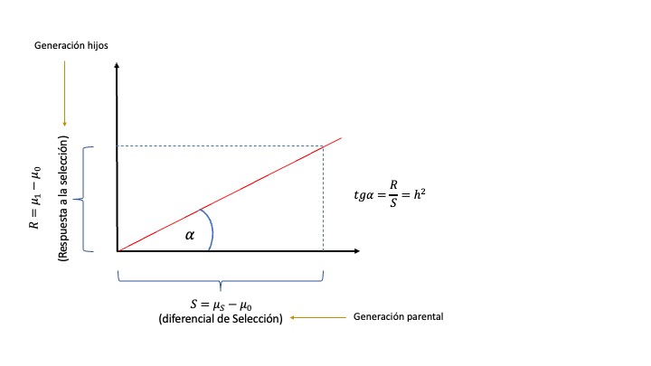 Representación gráfica de la heredabilidad lograda (o realizada). En el eje de las abscisas se marca el diferencial de selección (\(S=\mu_S-\mu_0\)) en la generación parental (la diferencia entre la media de los animales seleccionados y la media de la generación) mientras que en las ordenadas aparece la respuesta a la selección (\(R=\mu_1-\mu_0\)), es decir la diferencia entre la media de la nueva generación (\(\mu_1\)) y la generación anterior (\(\mu_0\)). La pendiente de la recta es igual a la tangente del ángulo que forma con la horizontal, es decir la relación \(tg \alpha=R/S=h^2\). Notar que el eje de las abscisas representa una diferencia en la generación parental, mientras que el de las ordenadas representa una diferencia en la generación de los hijos.