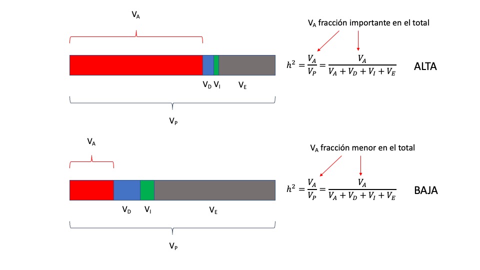 Representación gráfica de la heredabilidad como relación de varianzas. En la situación de arriba la varianza aditiva (en rojo) representa una fracción importante de la varianza fenotípica, es decir de la varianza total (\(V_P=V_A+V_D+V_I+V_E\)), por lo que la heredabilidad de la característica será alta. En la situación de abajo, la varianza aditiva (en rojo) es bastante pequeña en relación al total y por lo tanto la heredabilidad de la característica será baja.