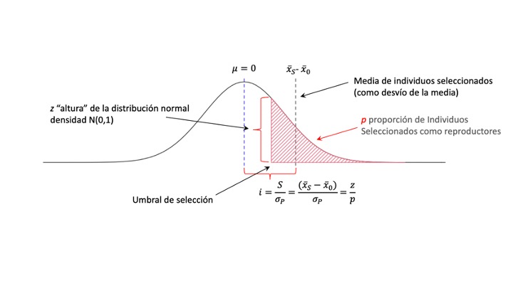 La intensidad de selección en una distribución normal estandarizada. Al haber estandarizado la distribución fenotípica, es decir, restado a los valores la media original y luego dividido entre el desvío estándar, ahora la media de los individuos seleccionados será directamente \(\mathrm{i}\), ya que \({\frac{\mathrm{(\bar x_s - \bar x_0)}}{\sigma_P}=\frac{\mathrm S}{\sigma_P}=\mathrm i}\). Esto nos permite explotar la relación existente en la distribución normal de la media de la región seleccionada como la relación entre la altura en el punto de truncamiento \(\mathrm{z}\) (que es la densidad de la normal \(N(0,1)\) en ese punto) y la proporción seleccionada \(\mathrm{p}\) (que es el área bajo la curva entre el punto de truncamiento y \(+\infty\)), es decir \(\mathrm{i=\frac{z}{p}}\).