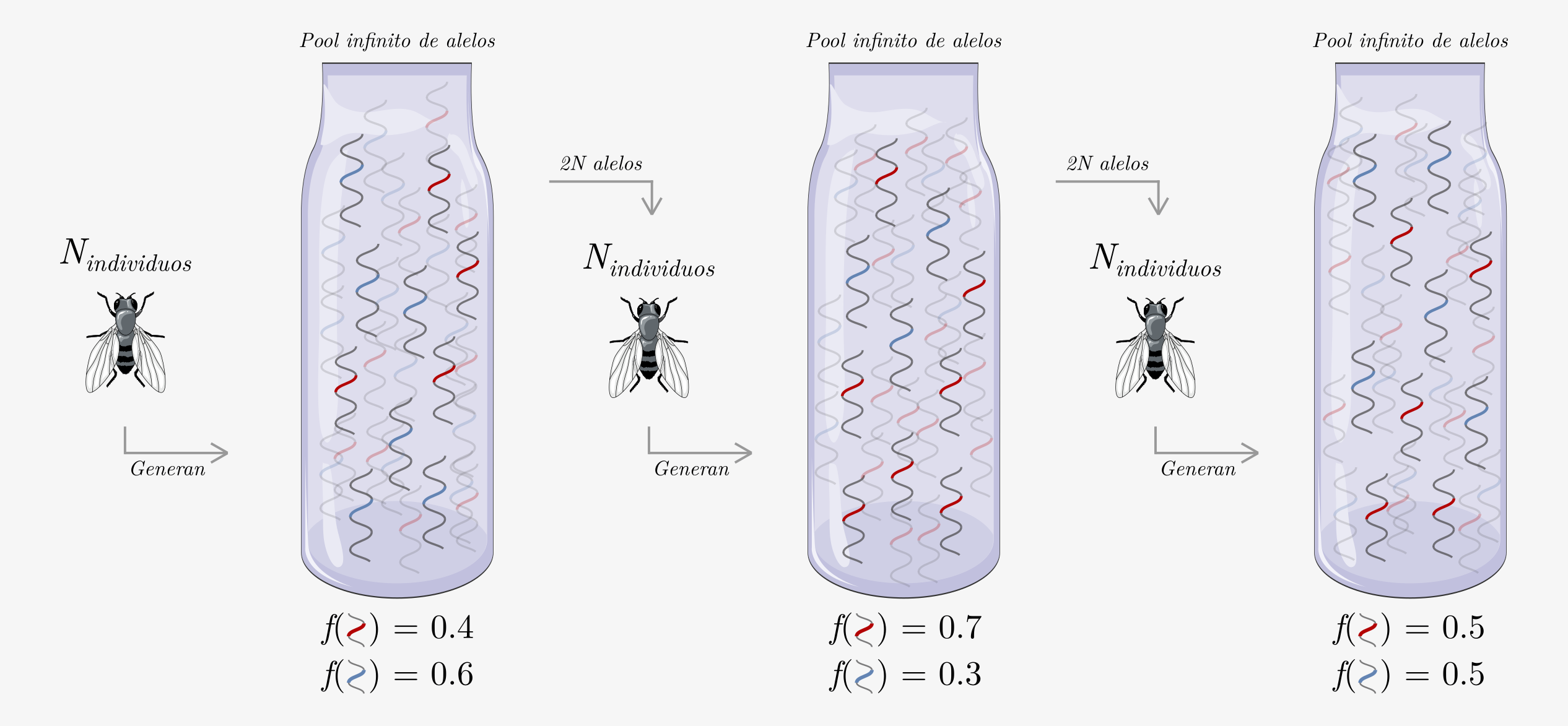Representación esquemática del modelo de Wright-Fisher. Una población finita de N individuos (de la especie \textit{D. melanogaster}, en este ejemplo) generan en cada generación un pool infinito de alelos que mantiene las frecuencias alélicas de la generación. La próxima generación se compone muestreando 2N alelos con reposición, los cuales conformarán a los N individuos de la generación. Imagen creada con elementos gráficos tomados de bioicons (https://bioicons.com/).
