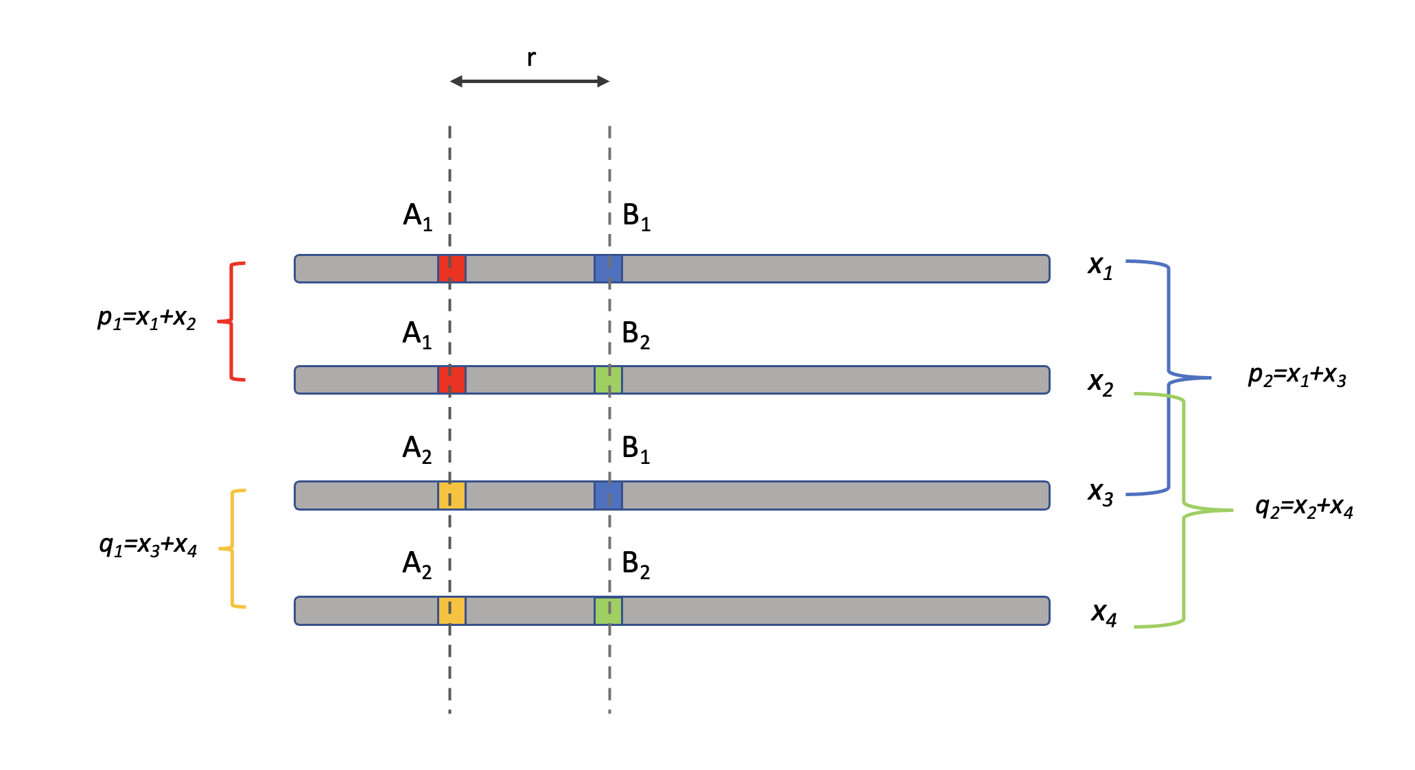 Modelo de dos loci con dos alelos cada uno. Las frecuencias de las 4 combinaciones posibles aparecen a la derecha. Los gametos que aparecen en fase de acoplamiento son el 1 y el 4, mientras que el 2 y 3 están en fase de repulsión. El parámetro \(r\) es la probabilidad de producir un gameto recombinante por meiosis. \(p_1=x_1+x_2\) es la frecuencia del alelo \(A_1\) en el primer locus, mientras que \(p_2=x_1+x_3\) es la frecuencia del alelo \(B_1\), en el segundo locus.