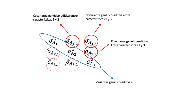 La matriz de varianza-covarianza genético-aditiva para 3 características. La diagonal (encerrada en un óvalo azul) representa las covarianzas de cada variable consigo misma, es decir las varianzas genético-aditivas de cada característica. Fuera de la diagonal aparecen las covarianzas genético-aditivas entre las características definidas por la fila y columna correspondiente (encerradas en círculos rojos). Como \(\sigma_{A_{i,j}}=\sigma_{A_{j,i}}\), la matriz es simétrica y a cada círculo rojo en la triangular superior le corresponde un círculo rojo a trazos en la triangular inferior, resultado de intercambiar los índices de filas y columnas.