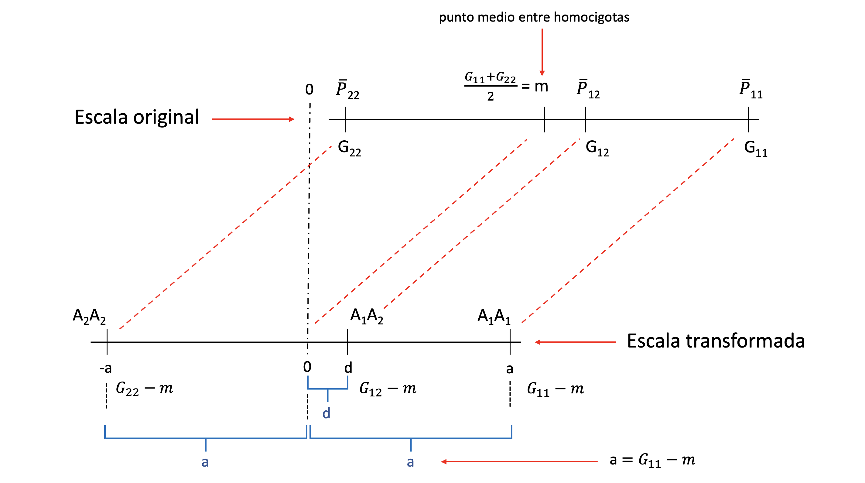 Transformación de escalas entre las mediciones originales, en la escala original (arriba) de la característica y la correspondiente transformación lineal para ubicar los genotipos extremos simétricamente al cero, en la escala transformada (abajo). El punto medio entre los homocigotos en la escala original es \(m=\frac{G_{11}+G_{22}}{2}\), que si se lo restamos a cada uno de los genotipos originales nos da la correspondiente ubicación en la escala transformada. El cambio de notación de los genotipos en la escala superior a la inferior, con los alelos específicos es para resaltar el pasaje al modelo conceptual.