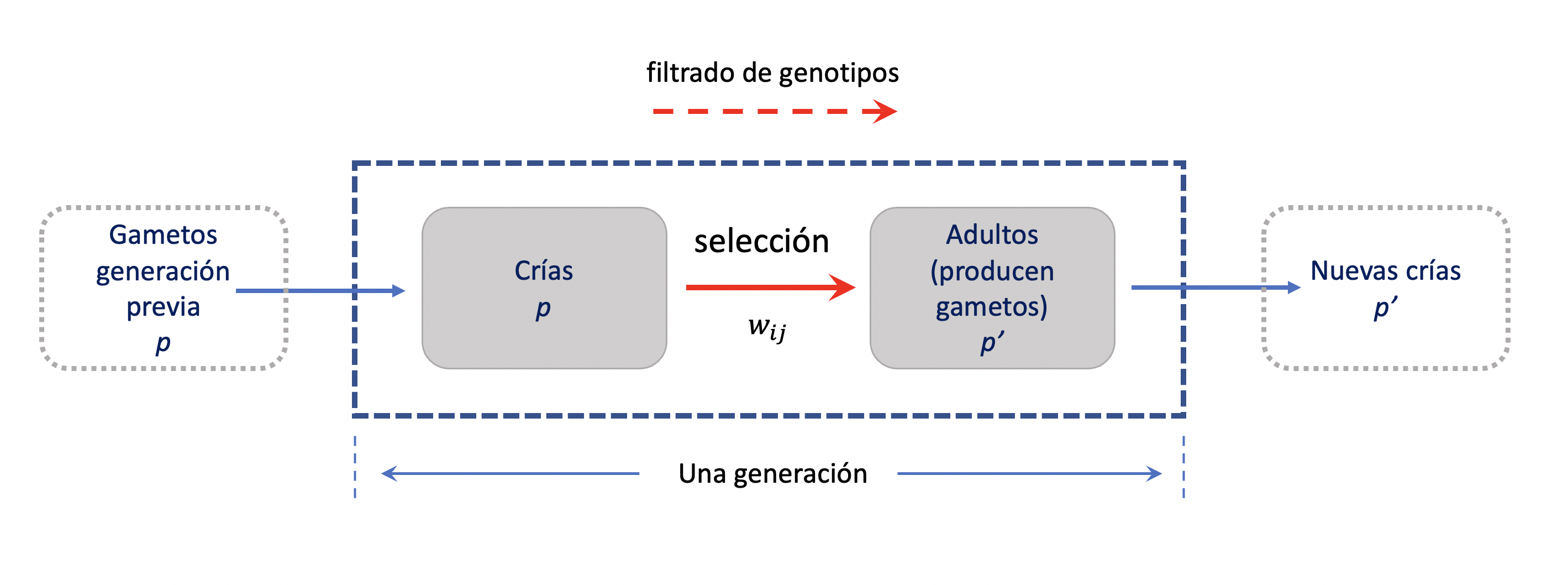 Modelo fundamental utilizado para estudiar la selección en un locus con dos alelos. Los gametos de la generación anterior (frecuencia \(p\)) producirán las crías de la generación presente, que luego del proceso de selección determinarán que adultos participarán del nuevo pool gamético (con frecuencia \(p'\)). Elaboración propia sobre idea de John H. Gillespie (2004).