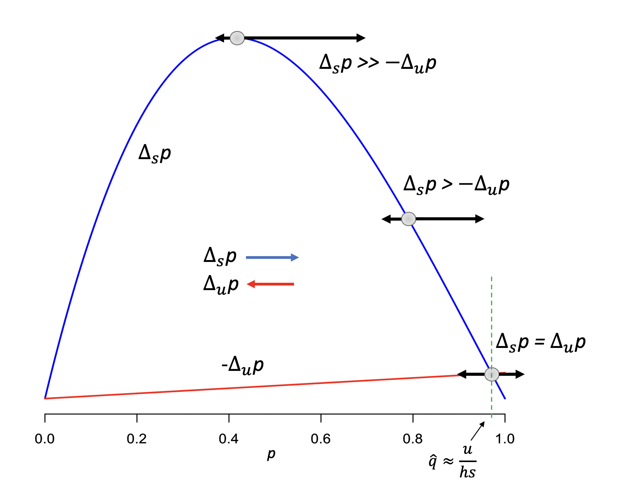 Ilustración del equilibrio selección-mutación. La selección tenderá a aumentar la frecuencia del alelo \(A_1\) (\(\Delta_s p\), línea azul), mientras que la mutación tenderá a reducirla (\(\Delta_u p\), línea roja). Cuando ambas fuerzas son de igual magnitud (abajo a la derecha) se establecerá un equilibrio en una frecuencia \(\hat{q}=\frac{u}{hs}\). Los valores usados para generar la figura son \(h=\frac{1}{3}\), \(s=0.1\) y \(u=1\)x\(10^{-3}\). En la figura aparece graficado \(-\Delta_u p\) para poder ubicar el punto de corte de ambas fuerzas.