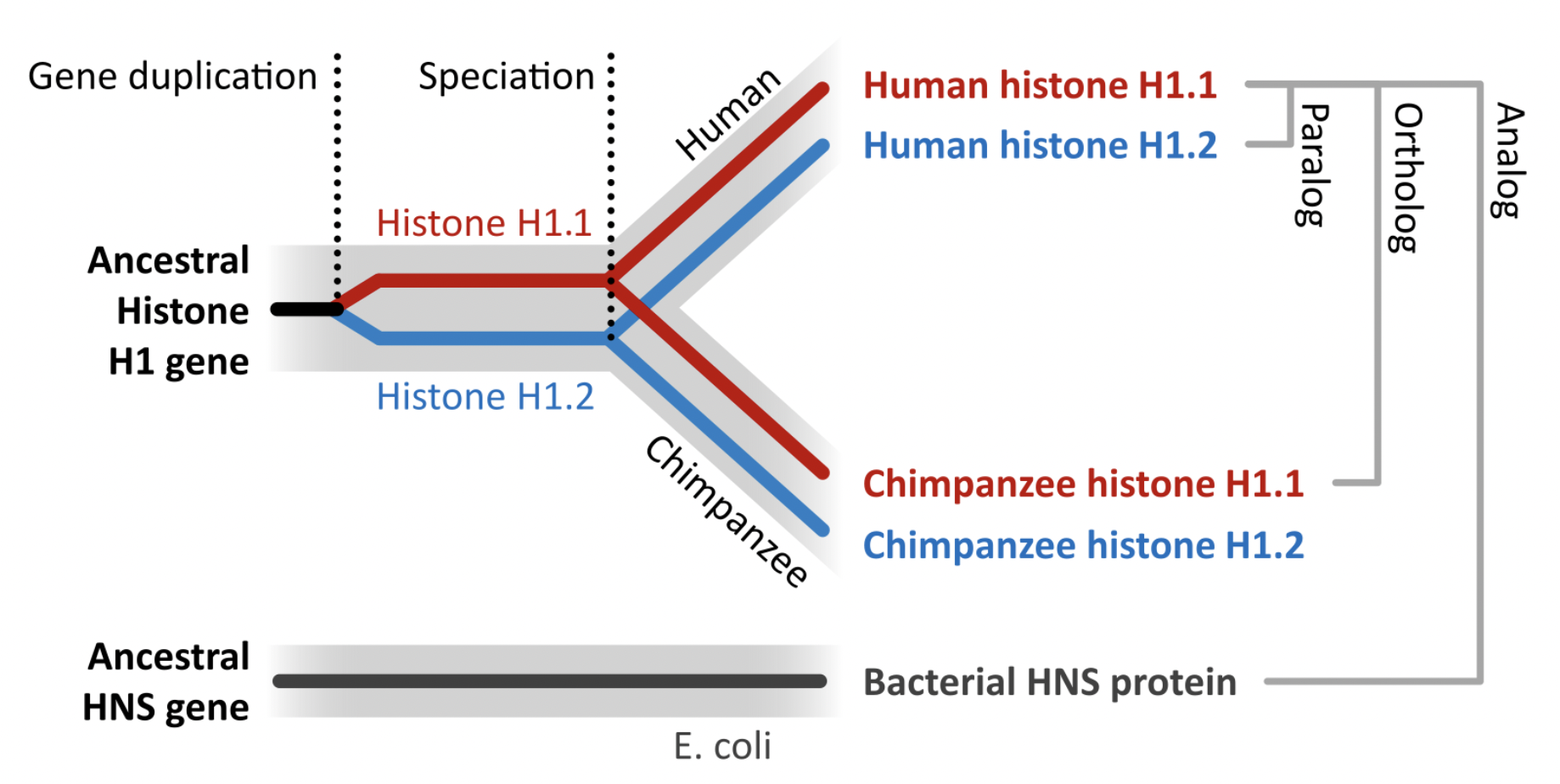 Distinción entre diferentes formas de homología entre secuencias. Un evento de duplicación de una histona en el genoma de una especie ancestral al humano y el chimpacé provoca que en la actualidad cada una de las especies también posean un par copias génicas codificantes para histonas. Desde su duplicación inicial las dos copias han evolucionado en forma diferente, y por lo tanto la histona H1.1 es diferentes de la histona H1.2. Más aún, desde el evento de especiación que llevó a que seamos una especie diferente al chimpancé cada una de las histonas ha continuado evolucionando, y por lo tanto ya no serán idénticas las histonas H1.1 de estas especies, y tampoco las copias codificantes para histona H1.2. Se denomina ortólogos a los genes que se relacionan entre sí por un evento de especiación, mientras que se define parálogos a los que se relacionan a través de un evento de duplicación ancestral. Figura de Wikipedia, autor: Thomas Shafee, (CC BY 4.0).