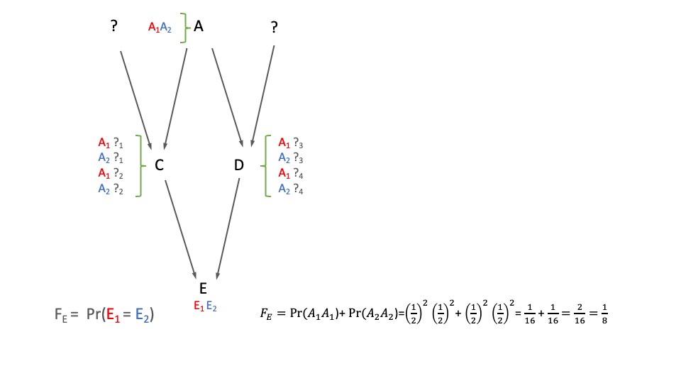 Derivación del coeficiente de consanguinidad para el hijo de medios hermanos. El coeficiente de consanguinidad de E es igual a la probabilidad de que ambos alelos en el mismo sean IBD, que al tener solo un progenitor en común (A) es igual a la probabilidad de que los dos alelos sean \(A_1\) (es decir \(A_1A_1\) el genotipo de E) o los dos sean \(A_2\). Si la consanguinidad de A es cero, es decir \(F_A=0\), entonces la probabilidad de que \(A_1\) llegue a E por la izquierda y también por la derecha es igual a \(2\times \left(\frac{1}{2}\right)^2\left(\frac{1}{2}\right)^2=\frac{1}{8}\).