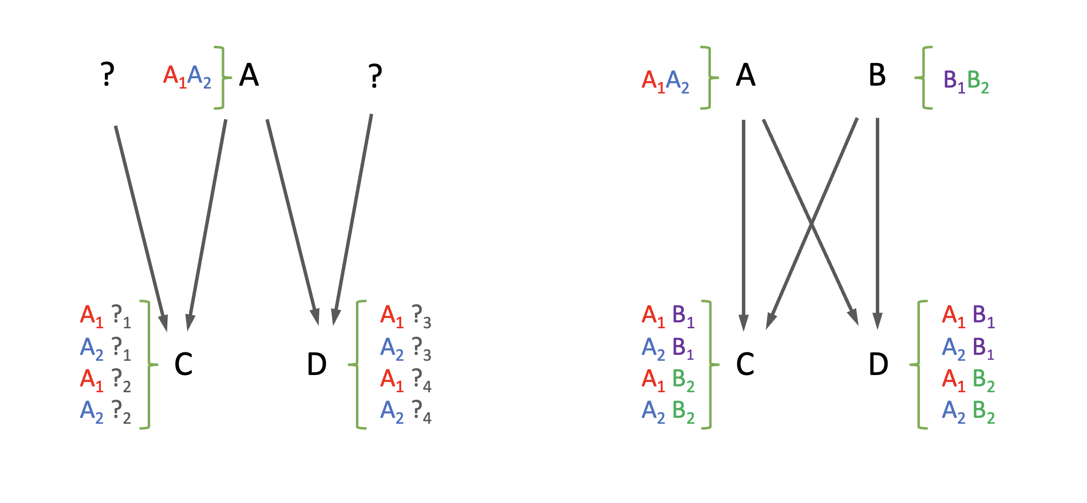 Representación de la relación entre alelos en el caso de parentesco aditivo colateral. A la izquierda la relación entre medios hermanos (MH), mientras que a la derecha observamos la relación de alelos entre hermanos enteros (HE).