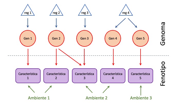 Ilustración de algunos mecanismos moleculares que generan pleiotropía. La característica 1 (“rectángulos” violetas) se encuentra controlada a nivel genético por un solo gen (círculos rojos), que es controlado a su vez por un regulador (triángulos azules) que no afecta ningún otro gen, por lo que su correlación genética con el resto de las características en el diagrama es cero. Las características fenotípicas 2 y 3 se encuentran al menos parcialmente controladas por el gen 2 (que tiene un solo regulador), por lo que este gen afecta simultaneamente la expresión de ambas características y es posible que aparezca una correlación genética. Finalmente, las características 4 y 5 se encuentran controladas a nivel genético por diferentes genes, pero ambos genes están regulados (posiblemente en forma parcial) por un solo regulador (el regulador 4), por lo que ambos genes tendrán expresiones correlacionadas y posiblemente se observe correlación entre las características fenotípicas. Los diferentes “ambientes” que influyen a las características pueden incidir en las correlaciones fenotípicas si son compartidos entre características, como por ejemplo el ambiente 1 y el ambiente 2.