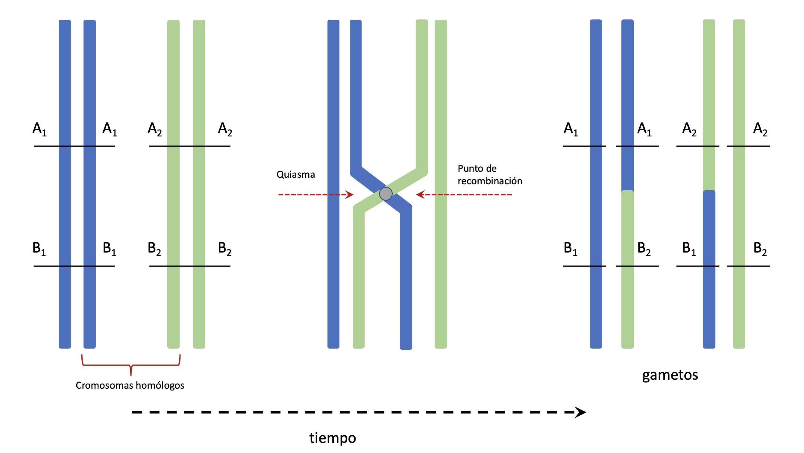 Proceso de recombinación durante la meiosis. Durante la meiosis los cromosomas homólogos se aparean y se dan intercambios entre crómatidas no-hermanas, a partir de una unión física de los mismos llamada quiasma. En esta representación dos loci, A y B, se encuentran a los lados del punto de recombinación. Los alelos son para cada uno de ellos dos posibles (alelos \(1\) en azul, alelos \(2\) en verde). Luego de finalizada la meiosis contamos con 4 gametos haploides, en nuestro caso dos recombinantes y dos idénticos a los parentales..
