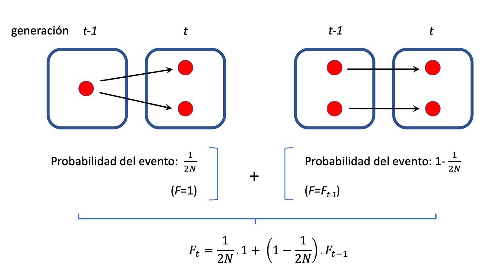 Ilustración del razonamiento detrás de la recursión para F en una población de tamaño finito. Existen dos alternativas disjuntas (de ahí la suma) para que un alelo sea idéntico por ascendencia en la generación t: que los alelos provengan del mismo alelo en la generación t-1, cuya probabilidad es \(\frac{1}{2N}\) (y en ese caso \(F=1\), por definición) o que los alelos provengan de distintas copias en la generación t-1, y en cuyo caso la probabilidad de que sean idénticos por ascendencia es por definición \(F_{t-1}\). Por lo tanto, la probabilidad de que dos alelos sean idénticos por ascendencia en la generación \(t\), considerando a la generación \(t-1\), es de \(F_t=\frac{1}{2N}+\left(1-\frac{1}{2N}\right) F_{t-1}\). Aplicando este razonamiento a las sucesivas generaciones anteriores se puede obtener, por recursión, la probabilidad de que dos alelos sean ídénticos por ascendencia a tiempo \(t\) (tomando como referencia la población a tiempo \(t=0\)).