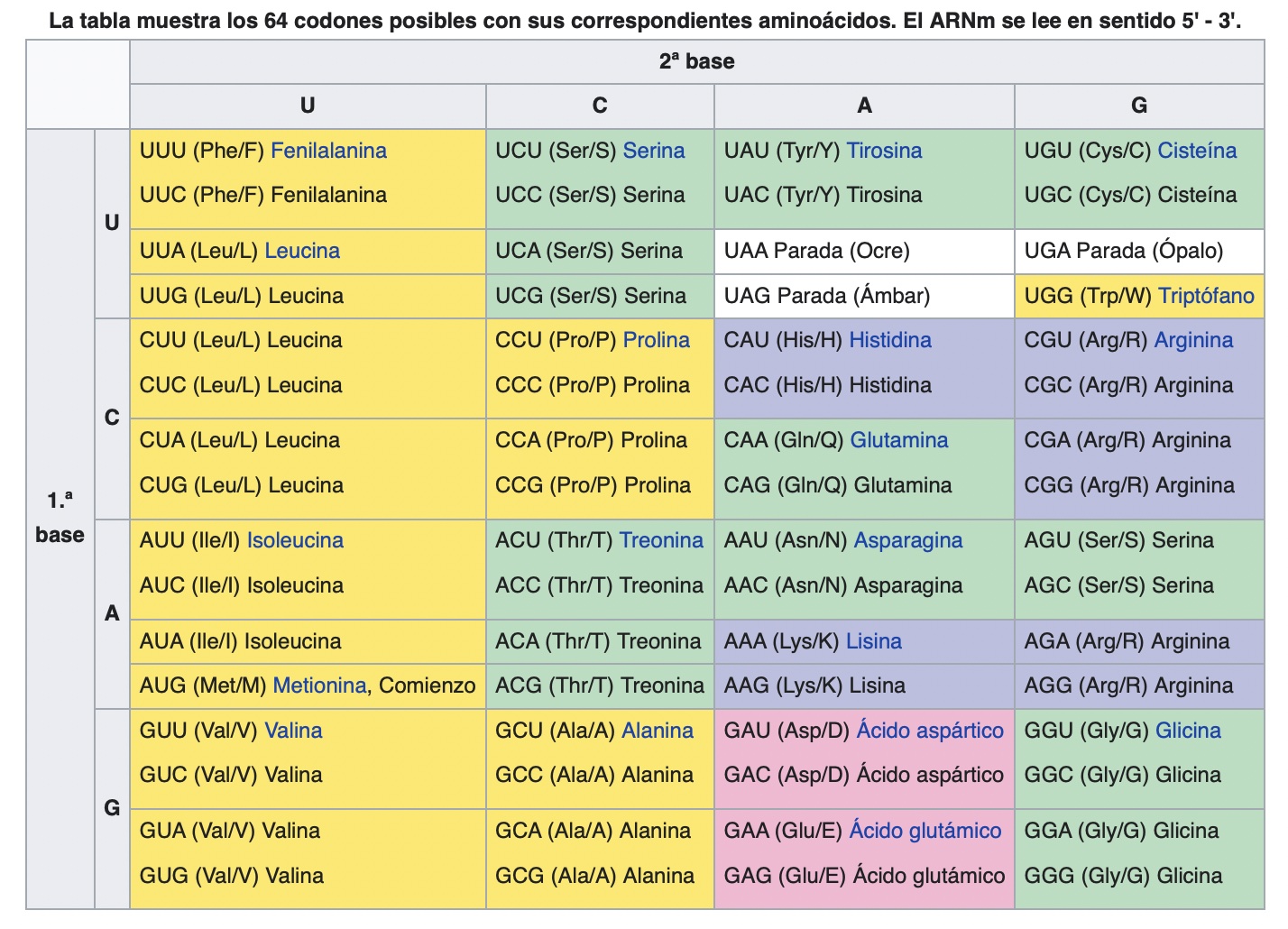 Tabla del código genético universal. En amarillo los aminoácidos apolares, en verdes los polares, azul básicos y rosa ácidos, con blanco correspondiendo a los codones de parada (de Wikipedia, https://es.wikipedia.org/wiki/Código_genético).