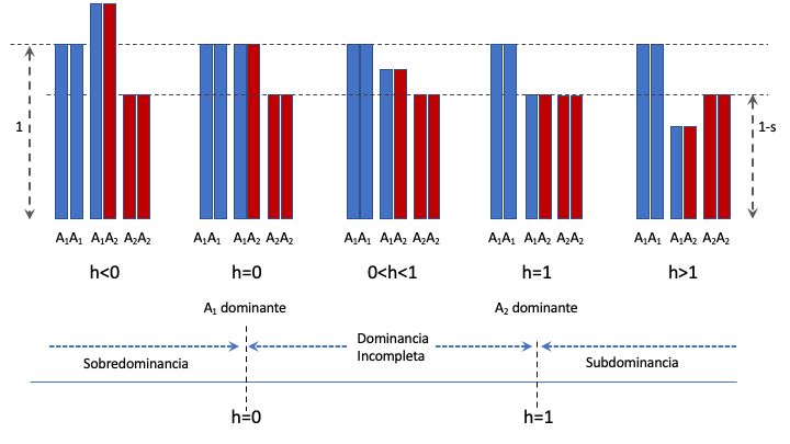 Representación gráfica de los modos de acción génica (o alélica) de acuerdo al parámetro \(h\). En cada caso se representan los 3 genotipos (\(A_1A_1\), \(A_1A_2\) y \(A_2A_2\)) y las alturas de las barras representan el \textbf{fitness relativo} de cada genotipo. Las barras en azul corresponden al alelo \(A_1\), mientras que las barras rojas corresponden al alelo \(A_2\).