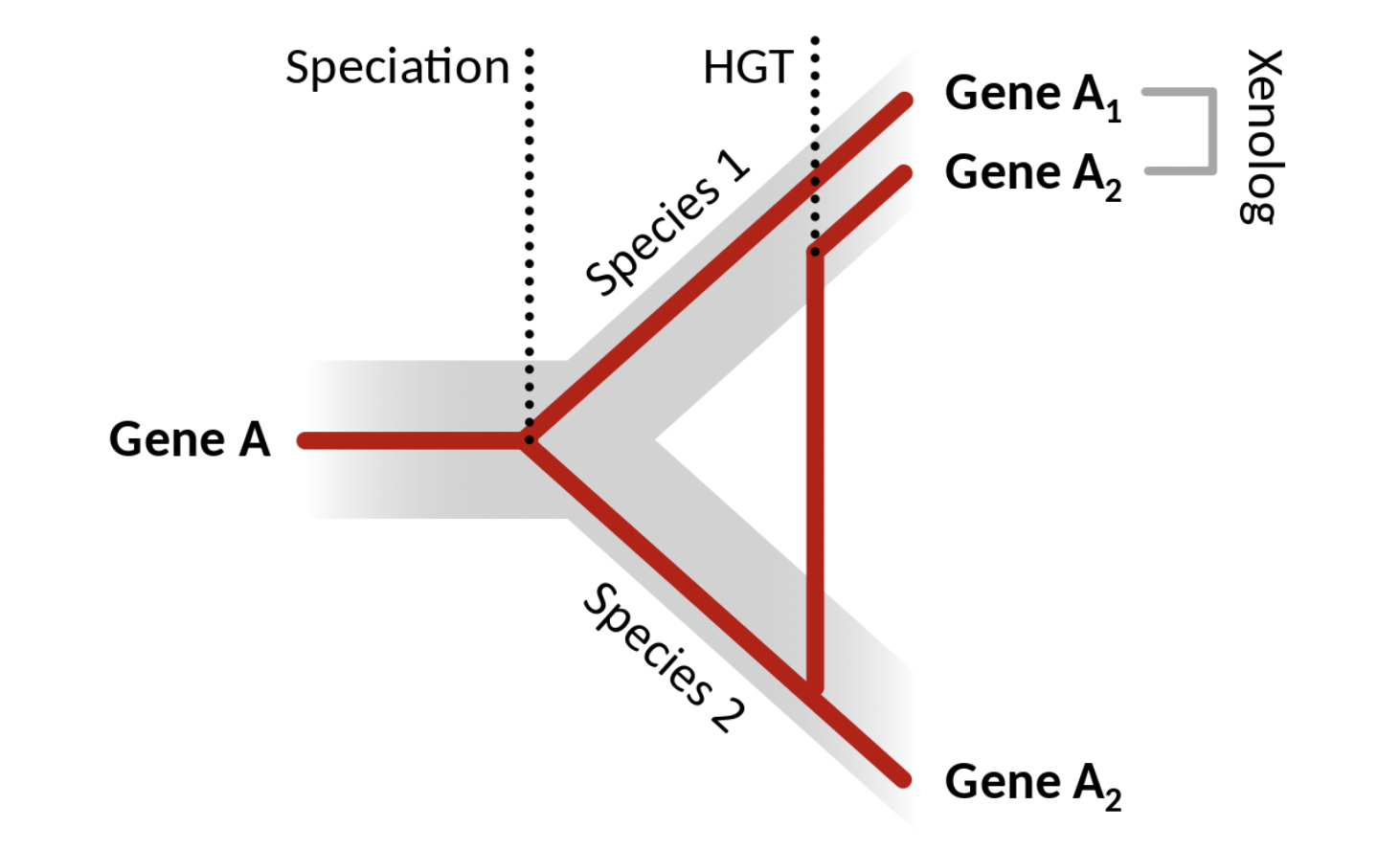 Aparición de una nueva copia de una secuencia proveniente de un homólogo en otra especie a partir de un evento de transferencia horizontal de genes. Los genes \(A_1\) y \(A_2\) son homólogos entre sí en diferentes especies, pero cuando el \(A_2\) se transfiere de la especie 2 a la especie 1, entonces en la especie 1 hay ahora dos copias, que son xenólogas entre sí. Figura de Wikipedia, autor: Thomas Shafee (CC BY 4.0).